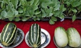 壁纸娱乐吃瓜,吃瓜群众的热议焦点